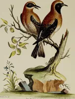 An illustration from (Band 2) (1751)