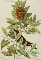 An illustration from (Band 2) (1751)