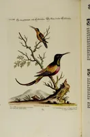 An illustration from (Band 2) (1751)