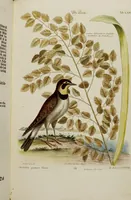 An illustration from (Band 2) (1751)