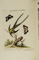 An illustration from (Band 2) (1751)