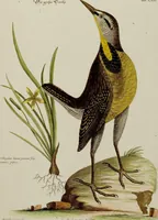 An illustration from (Band 2) (1751)