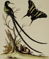 An illustration from (Band 2) (1751)