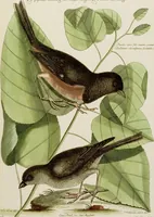 An illustration from (Band 2) (1751)