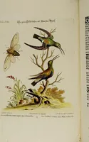 An illustration from (Band 2) (1751)