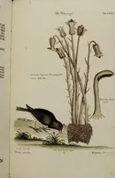 An illustration from (Band 2) (1751)