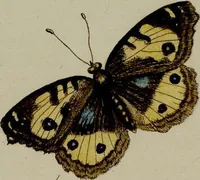An illustration from (Band 2) (1751)