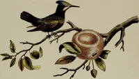 An illustration from (Band 2) (1751)