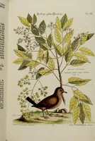 An illustration from (Band 2) (1751)