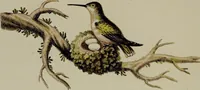 An illustration from (Band 2) (1751)