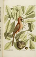 An illustration from (Band 2) (1751)