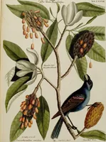 An illustration from (Band 2) (1751)