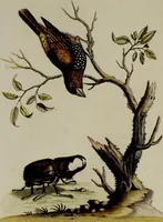An illustration from (Band 2) (1751)