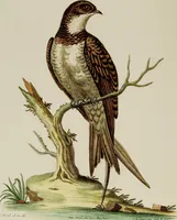 An illustration from (Band 2) (1751)
