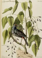 An illustration from (Band 2) (1751)
