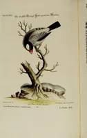 An illustration from (Band 2) (1751)