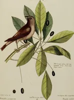 An illustration from (Band 2) (1751)