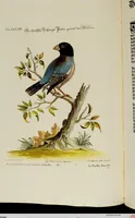 An illustration from (Band 2) (1751)