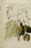 An illustration from (Band 2) (1751)