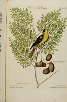 An illustration from (Band 2) (1751)