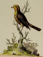 An illustration from (Band 2) (1751)