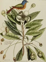 An illustration from (Band 2) (1751)