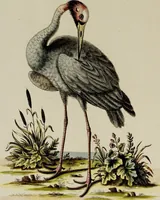 An illustration from (Band 2) (1751)