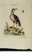 An illustration from (Band 2) (1751)