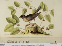 An illustration from (Band 2) (1751)