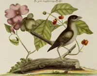 An illustration from (Band 2) (1751)