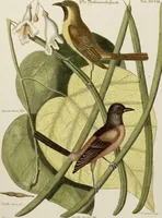 An illustration from (Band 2) (1751)