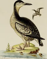 An illustration from (Band 2) (1751)