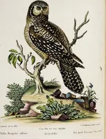 An illustration from (Band 3) (1753)