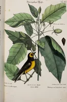 Picture 25 of 55 from (Band 3) (1753), leaf 106