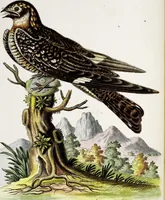 An illustration from (Band 3) (1753)