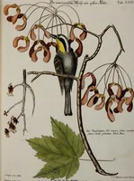 An illustration from (Band 3) (1753)