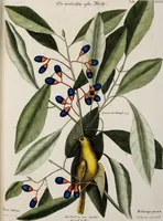 Picture 31 of 55 from (Band 3) (1753), leaf 118