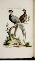 An illustration from (Band 3) (1753)