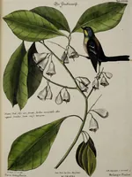 Picture 33 of 55 from (Band 3) (1753), leaf 122