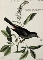 Picture 37 of 55 from (Band 3) (1753), leaf 130