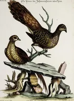An illustration from (Band 3) (1753)