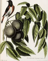 Picture 39 of 55 from (Band 3) (1753), leaf 134