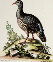An illustration from (Band 3) (1753)