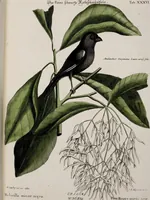 Picture 41 of 55 from (Band 3) (1753), leaf 138