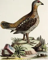 An illustration from (Band 3) (1753)