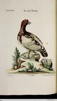An illustration from (Band 3) (1753)