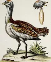 An illustration from (Band 3) (1753)