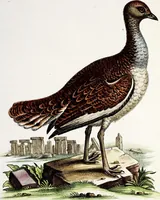 An illustration from (Band 3) (1753)