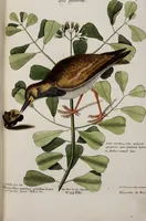An illustration from (Band 3) (1753)