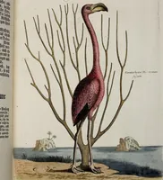 An illustration from (Band 3) (1753)